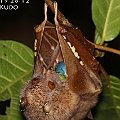 Nyctimene robinsoni Eastern Tube-nosed Bat eating Blue Quandong<br />Canon EOS 7DMK2 + EF70-200 F4.0L + EF1.4xII + SPEEDLITE 580EXII